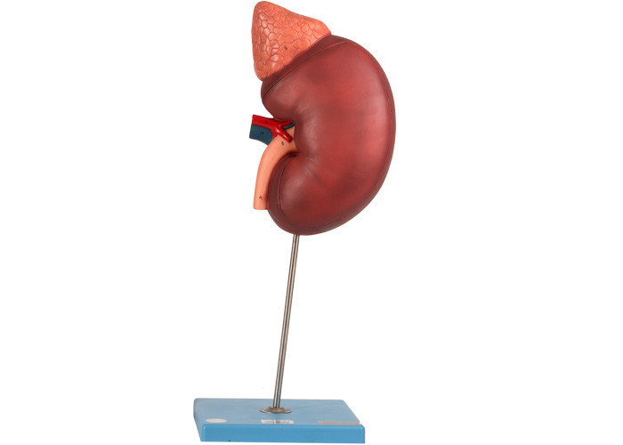 腎臓およびParanephyrosの解剖学モデルは訓練のための12部を含んでいる