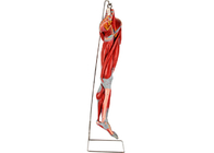 訓練のための主要な容器の神経を搭載するポリ塩化ビニール筋肉足の解剖学モデル