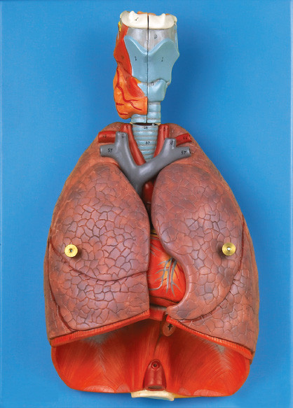 内部器官喉頭、中心、肺人間の解剖学モデル教育用具